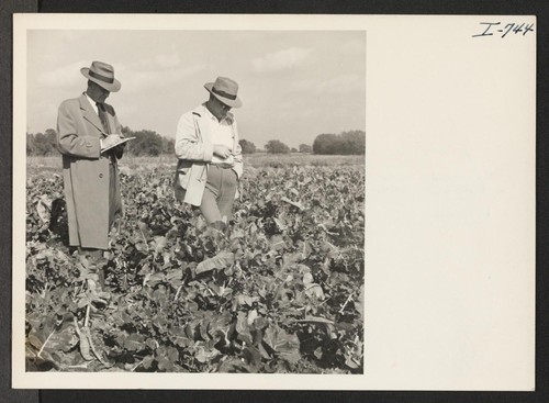 Mr. Robert Taylor, WRA Relocation Officer at Savannah, Georgia, is seen looking over a field of broccoli which is nearly
