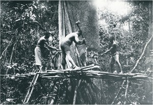 Felling of a mahogany, in Cameroon
