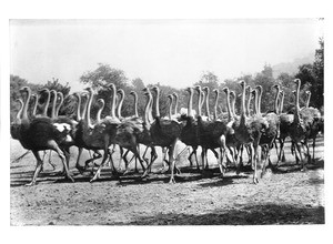 Herd or flock of racing ostriches on an ostrich farm in South Pasadena, 1903