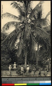 Children and adults standing beneath a palm tree, Congo, ca.1920-1940