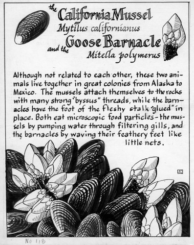 The California mussel: Mytilus californianus (illustration from "The Ocean World") | The goose barnacle: Pollicipes polymerus (illustration from "The Ocean World")