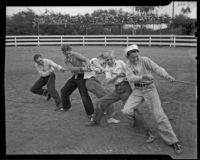Wallace Hobson, Jack Keene, Billy Hawkins, Eugene Prentice and Elwayne Whitlock play a game of tug of war, San Dimas, 1936