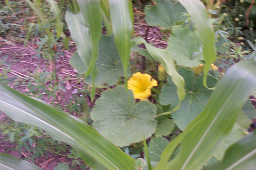 High-angle view of yellow flower