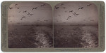 Paradise of the Sea-gulls - San Francisco Bay Ca. U.S.A.