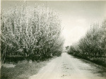 Cherry orchard in blossom, Santa Clara Valley, California, 21858