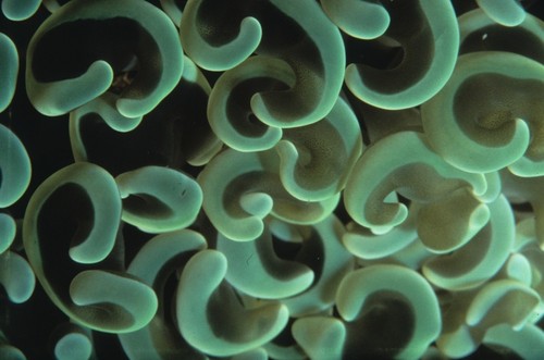 Euphyllia divisa, commonly known as frogspawn corals