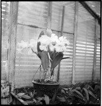 Lecoufle [Vacherot & Lecoufle, orchid growers]