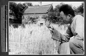 Man examining wheat, Jinan, Shandong, China, 1941