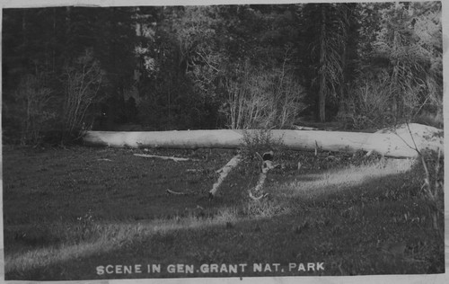 "Scene in Gen Grant Nat Park"