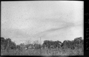 Grasshopper swarm, Mozambique, ca. 1933-1939