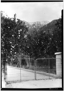 Entrance to private ranch with orange groves, Pasadena, ca.1930