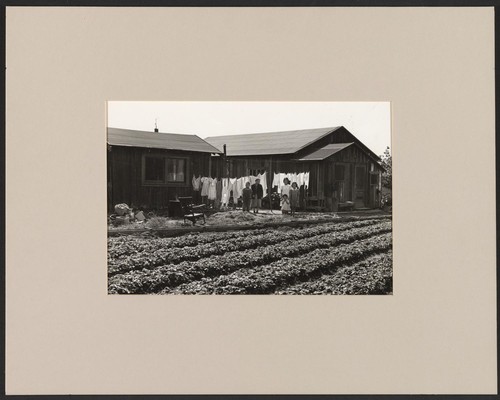Number 44 - Group 2. April 18, 1942, Mountain View, California. Japanese ranch house seen across strawberry bed. Family of eight children in this house; earn their living by the production of strawberries with occasionals day labor for the men on nearby Japanese ranches. This is a type very common in the truck raising area. The parents of this family are aliens; the children all born in the United States. The farm is leased - income from the two