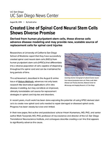 Created Line of Spinal Cord Neural Stem Cells Shows Diverse Promise