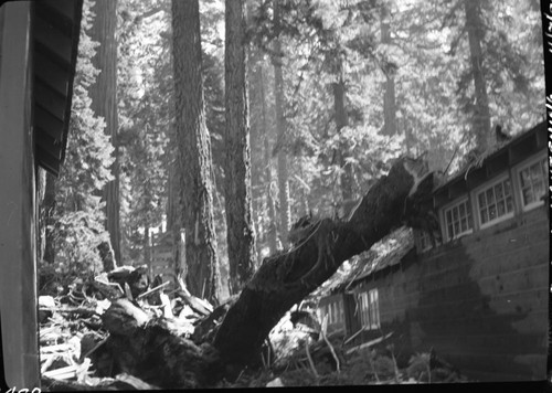 Fallen Giant Sequoias, Lightning struck sequoia, last days of fire