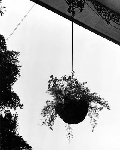 Plant hanging from grillwork of kiosko