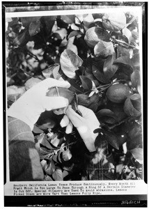 Close-up showing method of picking lemon, ca.1930