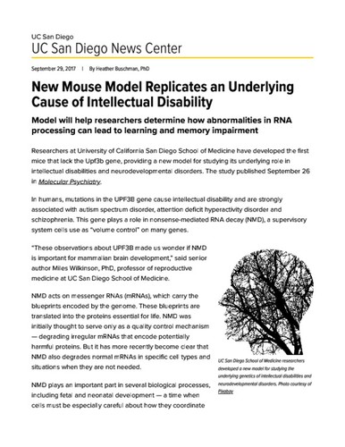 New Mouse Model Replicates an Underlying Cause of Intellectual Disability