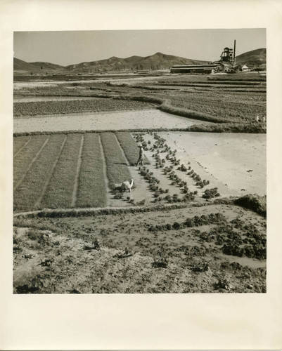 People working the rice paddies near a farm