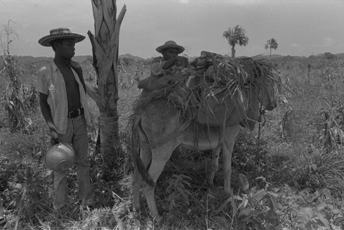 Men loading a donkey, San Basilio de Palenque, 1976