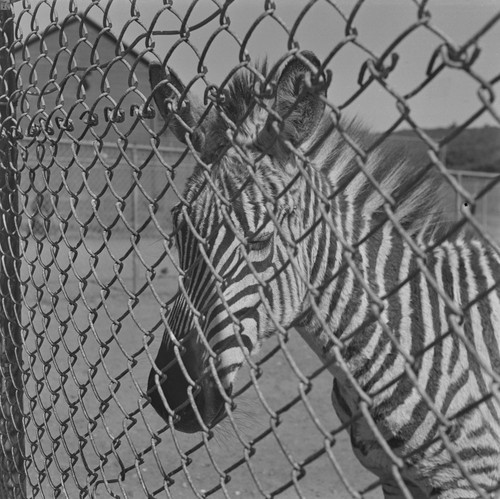 Zebra, from San Francisco Zoo