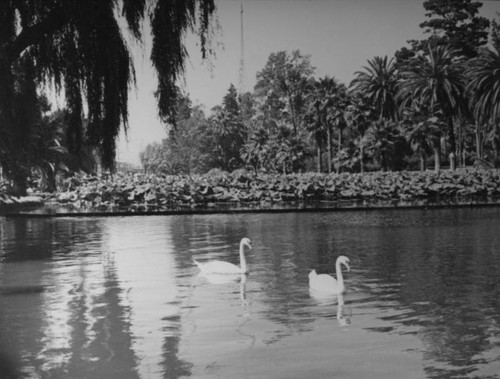 Swans on Echo Park lake