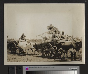 Ox Carts, Tumutumu, Kenya, September 1926