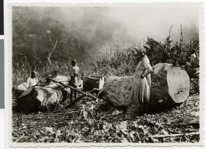 Clearing of cordia africana trees, Ayra, Ethiopia, ca.1930