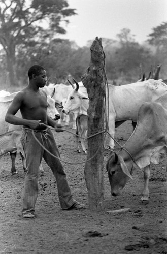 A man ties a cow to a tree trunk, San Basilio de Palenque, 1977