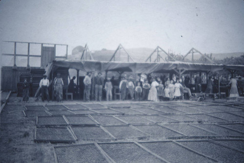 Photograph of Seely's Apricot Pitting Shed and Yard