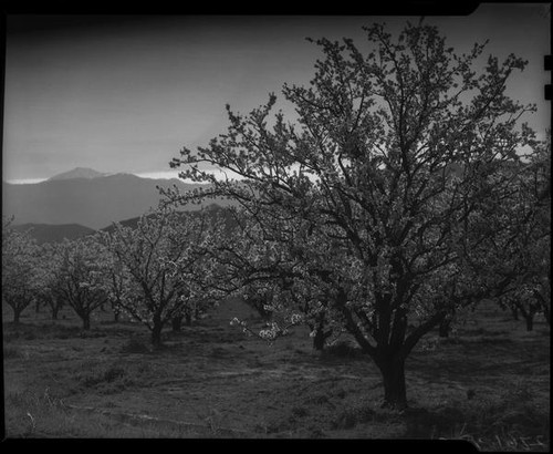 Almond orchard in bloom, Banning, 1938