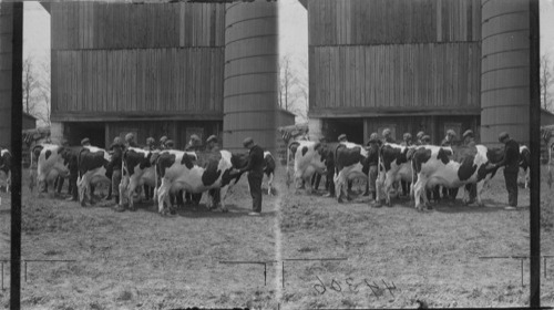 Stock club of boys grading Holstein Cows, Linesville, Pa