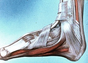 Illustration of right foot & ankle, medial view, posterior tibial a., abductor hallucis m., flexor digitorum brevis m., and flexor and extensor retinacula
