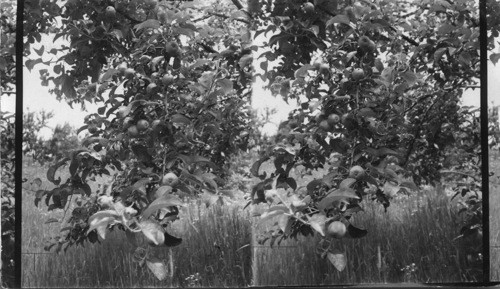 A York Imperial Apple Tree, Gosport, Ind