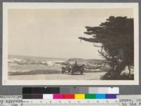 Cupressus macrocarpa. Monterey cypress trees along the 17 mile drive, Pacific Grove, Monterey County, California. The trees grow on barren rocky points exposed to the full force of ocean winds and are gnarled and twisted into fantastic shapes. Metcalf, 1916