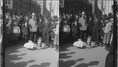 Newspaper dogs selling papers on Boston Commons, Mass
