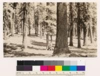Looking N from 1/4 corner (5/8) Red fir type. Representative of better stands of fir in Sec. 4 and 5
