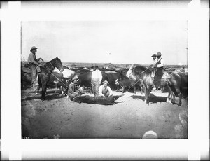 Coyboys branding cattle in a corral, California, ca.1900