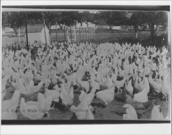 Flock of white leghorn chickens, Petaluma, Cal