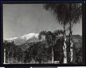 Citrus groves in Southern California, ca.1930