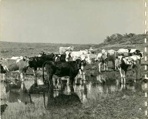 Cows grazing at the Bear Valley Ranch, Marin County, California, circa 1945 [photograph]