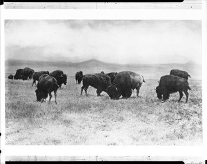 Group of buffalo grazing the plains of the "Big Open North", Montana, 1880
