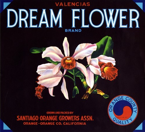 Dream Flower
