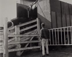 Transporting Holstein dairy cows at St. Anthony's Farm, 11207 Valley Ford Road, Petaluma, California, about 1962