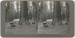 Big Trees Yosemite Valley 1918