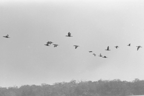 A flock of birds flying over a mangrove forest, Isla de Salamanca, Colombia, 1977