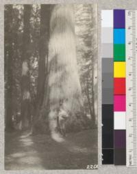 Group of 4 trees in the Big Basin under which a sample of seed was taken from cones cut by squirrels. The largest tree is 8 ft. diameter at breast height x 225 ft. high. November 1922. W. Metcalf