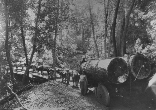 Hauling Logs in Sierra County
