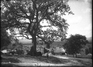 Fig tree, Shilouvane, South Africa, ca. 1901-1907