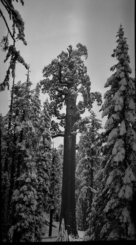 General Grant Tree, snow