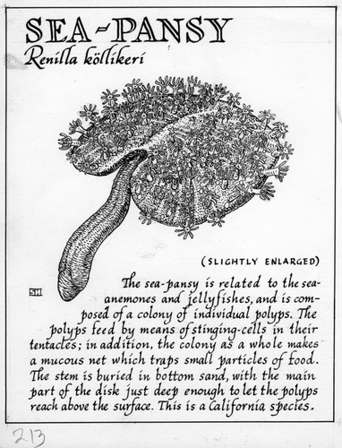 Sea-pansy: Renilla koellikeri (illustration from "The Ocean World")